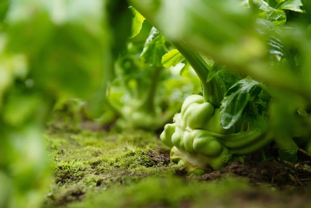 中國國家地理為《烏江》拍紀(jì)錄片，探索一包榨菜的前世今生