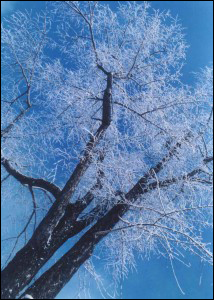 冰天雪地 雪景攝影技巧大全