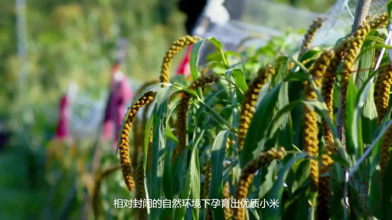 紀(jì)錄片薛家峪《生態(tài)農(nóng)業(yè)》