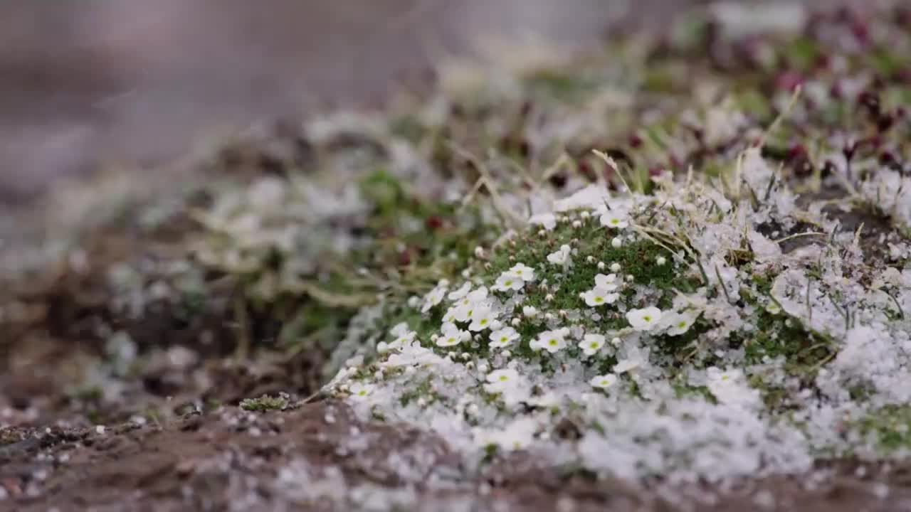 央視人文紀(jì)錄片《陰平古道》第四集  生靈