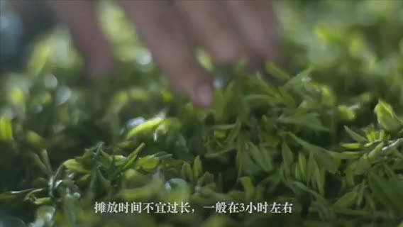 茶葉宣傳片