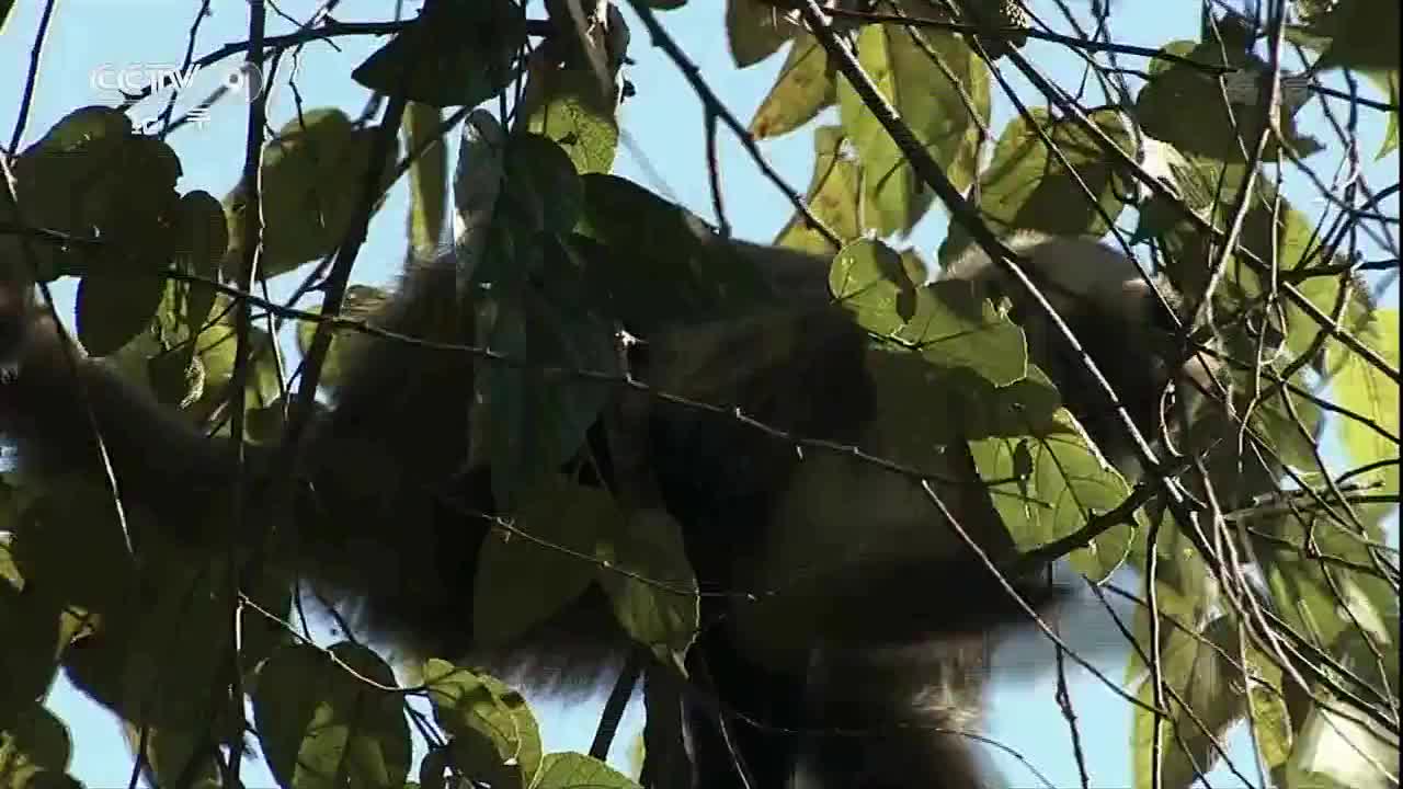 紀(jì)錄片 生命的故事 謝猛配音 梵曲音頻制作工作室